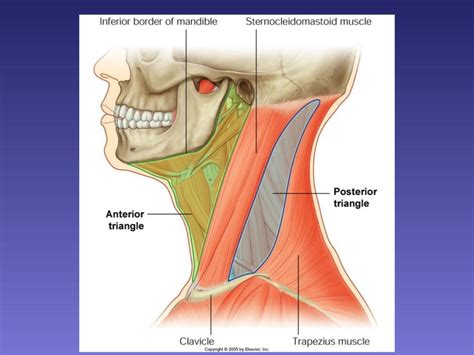 surgical anatomy of Triangles of neck