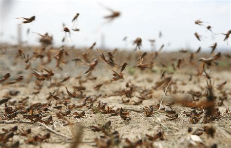 Massive Locust Plague Threatens Argentina's Farmers | TIME