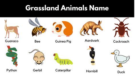 List of Grassland Animals in English with Pictures | PDF - GrammarVocab