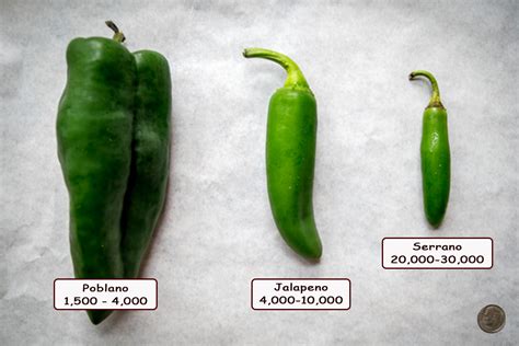 Chili Pepper 101 | Mexican Please