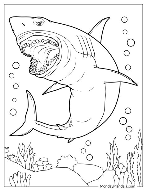 34 Shark Coloring Pages (Free PDF Printables)