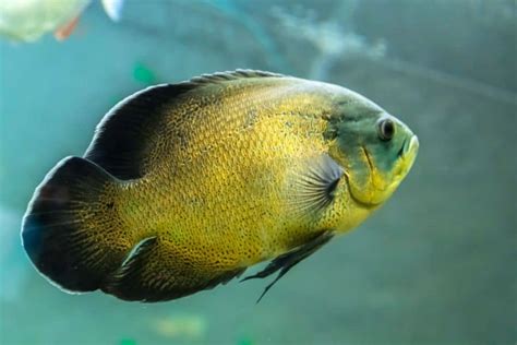 15 Types of Oscar Fish and Their Color Schemes