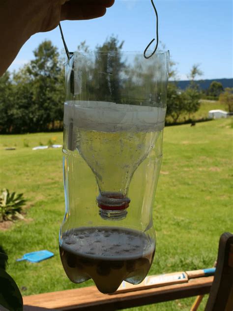 How to Make a Homemade Fly Trap with a Regular Plastic Bottle - Clean ...