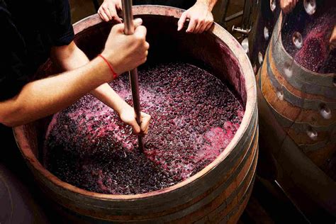 Alcoholic Fermentation: What Is It, and Why Is It Important? | Wine ...