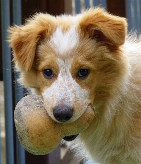 Australian Shepherd And Golden Retriever Mix | French Bulldog