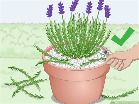 Lavender Care: How to Grow Lavender in Pots and Containers – The Garden ...