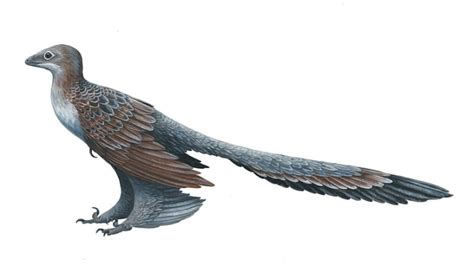 10 Feathered Facts About Microraptor | Mental Floss