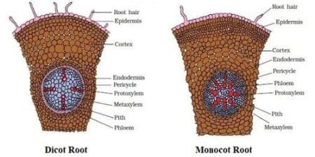 What are the notable differences between the monocot and dicot root ...