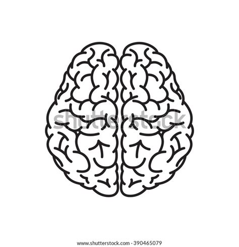 Vector Illustration Human Brain Outline Top Stock Vector (Royalty Free ...