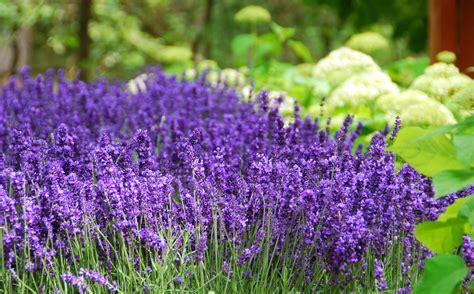 27 Different Types of Lavender and Benefits of Growing It | Lavendel ...