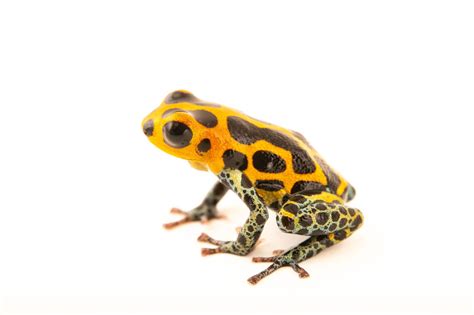 Mimic Poison Frog (Ranitomeya imitator) - Joel Sartore