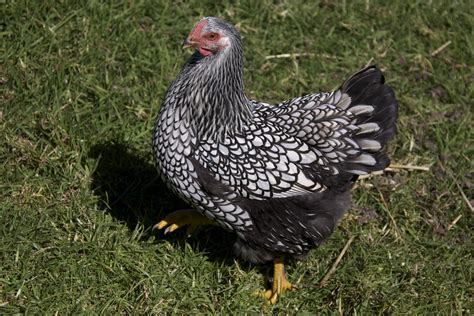 A Chicken Keeper's Blog: Chickens: Top 5 best egg-laying pure breeds