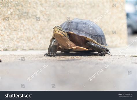 Turtle Walking Stock Photo 430479199 : Shutterstock