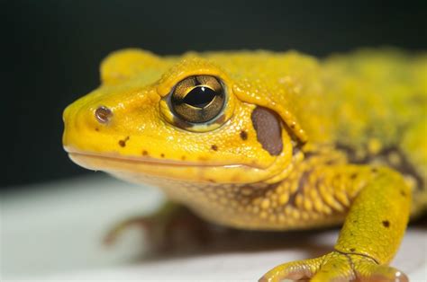 Premium AI Image | Yellow toad closeup photo Wildlife venom amphibian ...