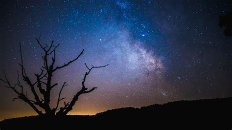 nature, Silhouette, Night, Stars, Trees, Branch, Milky Way, Clear sky ...