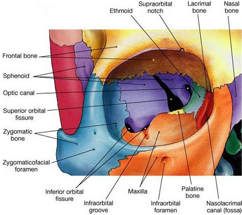 Orbital floor fracture causes, symptoms, diagnosis, treatment & prognosis