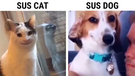 Sus Cat VS Sus Dog - YouTube