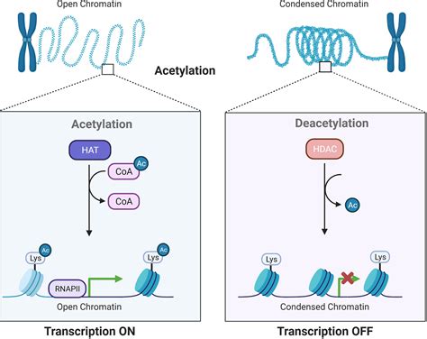 Frontiers | Characterization of Histone Deacetylase Mechanisms in ...