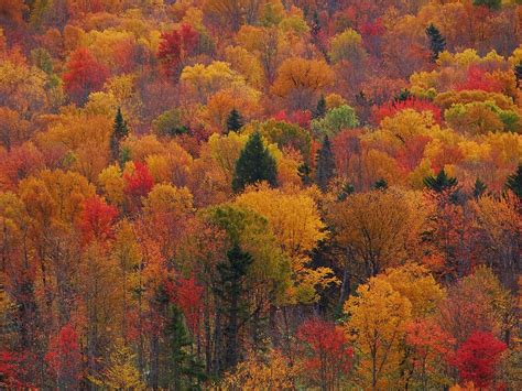 Maine Fall Foliage Photograph by Tim Canwell - Fine Art America