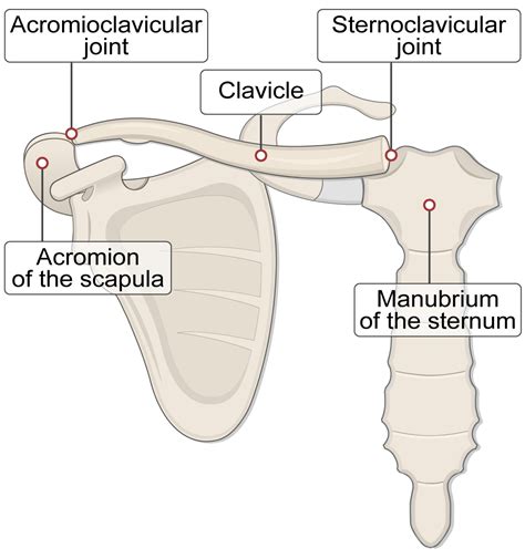 Clavicle Bone (Lesson) – Human Bio Media