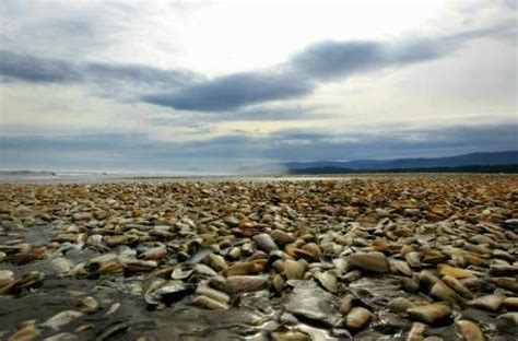 Wave of dead sea creatures hits Chile's beaches