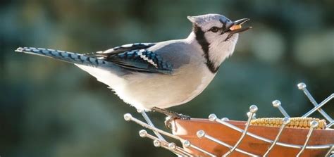 Blue Jay Sounds | Free Sound Effects | Animal Sounds