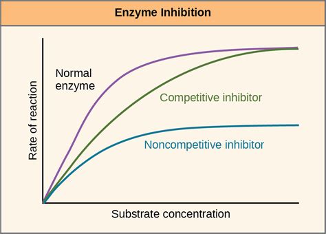 Graph Of Reaction With And Without Enzyme