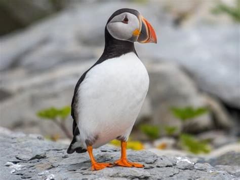 Atlantic Puffin Migration: Where Do They Go?