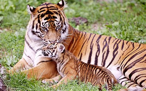 Tiger & Baby Tiger Wallpapers | HD Wallpapers | ID #9904