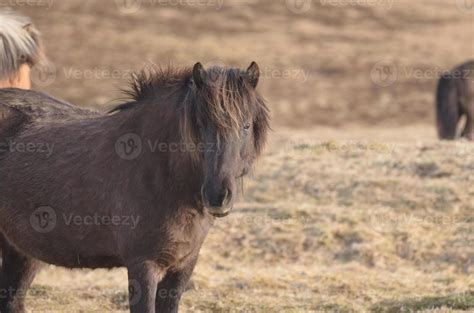 Icelandic Horse Farm 9548224 Stock Photo at Vecteezy