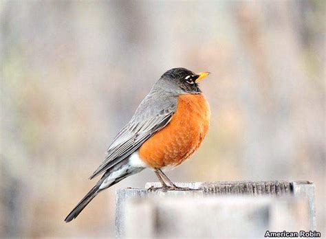 Top 15 Birds of Michigan | State Bird of Michigan | BioExplorer