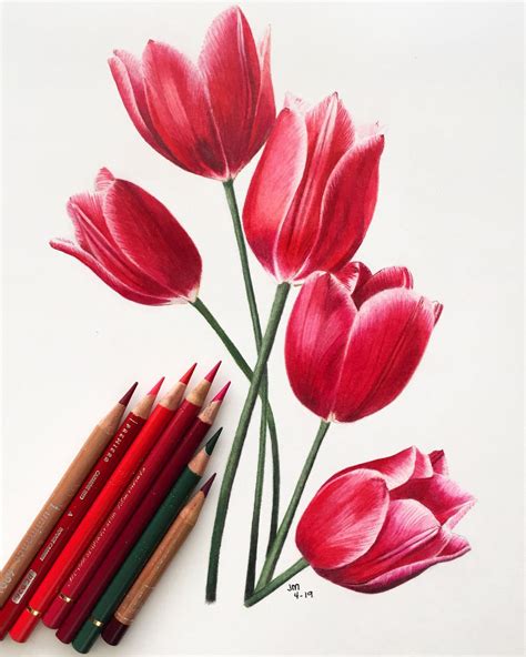 Bouquet of Red Tulips in Colored Pencil // 1 hour Tutorial with ...