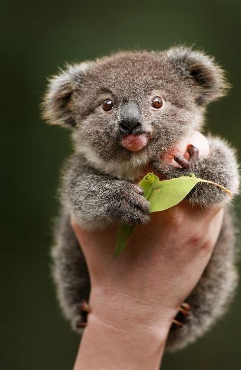 Cute Koala ! Best Movement : aww