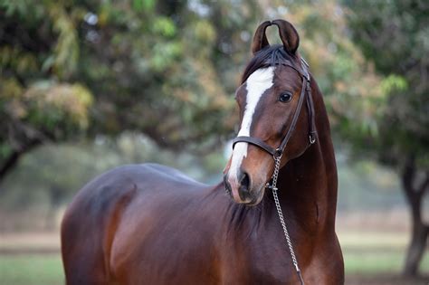 Marwari Horse — Full Profile, History, and Care