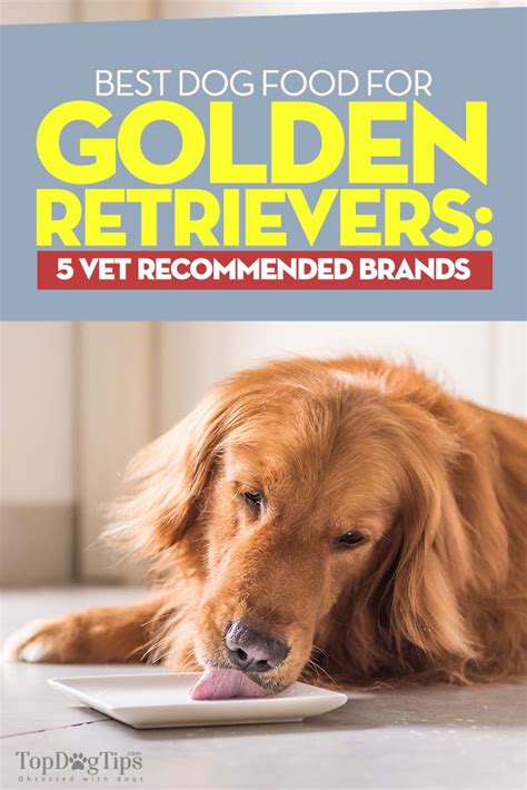 Best Dog Food for Golden Retrievers: 5 Vet Recommended Brands – Top Dog ...