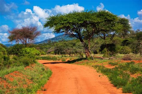 Red ground road, bush with savanna. Tsavo West, Kenya, Africa. Red ...