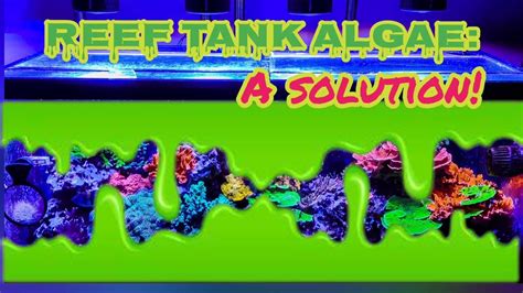 Reef Tank Algae: A Solution! - YouTube