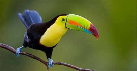 The Keel Billed Toucan: National Bird of Belize - A-Z Animals