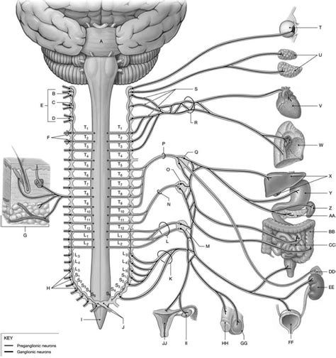 ANS- Sympathetic Postganglionic fibers Diagram | Quizlet