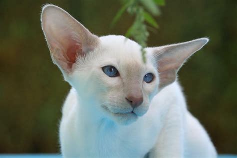 Foreign White - AniMall24 - Cat Breeds A to Z