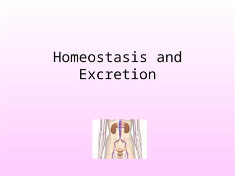 (PPT) Homeostasis and Excretion. Homeostasis - stable internal ...