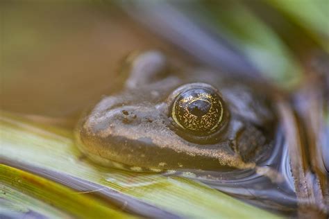 Columbia Spotted Frog — Rana | Free Photo - rawpixel