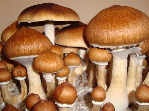 Psilocybe cubensis Corumba Spores (3805) Lil Shop of Spores