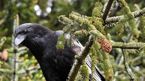 Wallpaper raven, bird, watching, branch, wildlife hd, picture, image