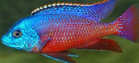 Red Empress Cichlid (Lot of 6) | Get Gills