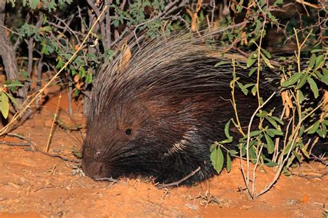 Cape Porcupine - Nature Travel Africa