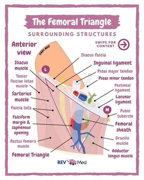 REV MED | Anatomy Lessons on Tumblr