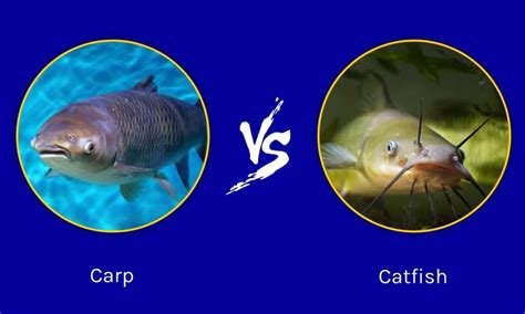 Carp vs Catfish - A-Z Animals