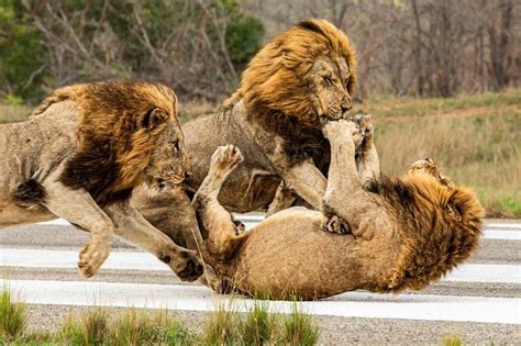 Watch: 2 male lions stalk and attack rival on airstrip - UPI.com