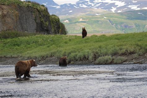 Wildlife Watching Around Anchorage | Alaska Sights & Bites